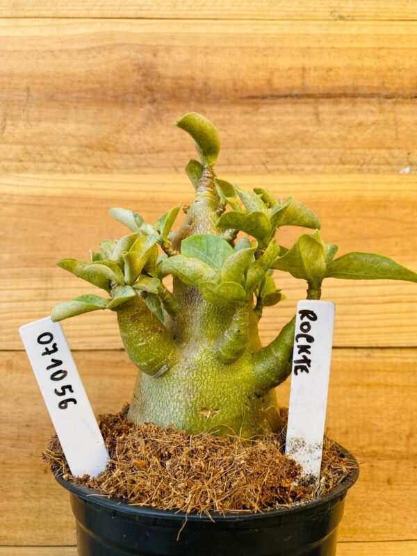 0710 56 Arabicum Rocket - F2 12 meses