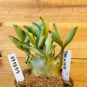 0710 57 Arabicum Darkseid - F2 12 meses