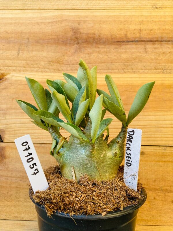0710 57 Arabicum Darkseid - F2 12 meses