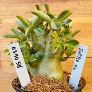 0710 58 Arabicum Jupiter - F2 12 meses