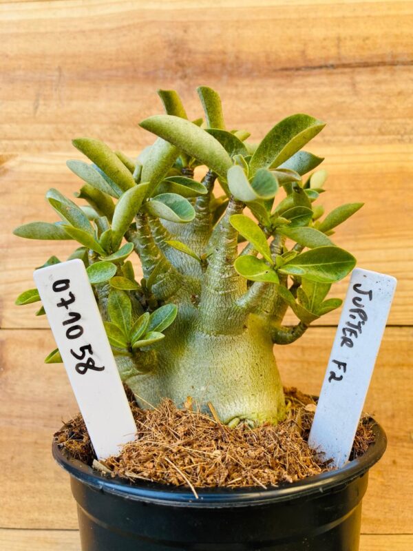 0710 58 Arabicum Jupiter - F2 12 meses