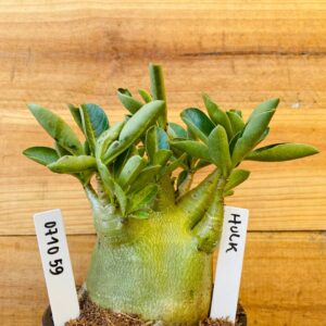 0710 59 Arabicum Hulk - F2 12 meses