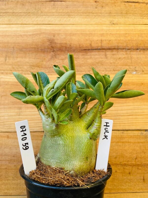 0710 59 Arabicum Hulk - F2 12 meses
