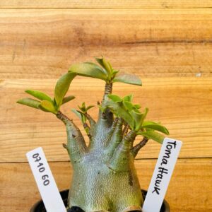 0710 60 Arabicum Tomahawk - F2 12 meses