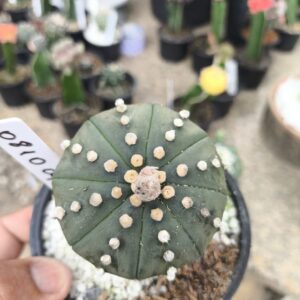 0810 09 Cacto Astrophytum Asterias Nudum