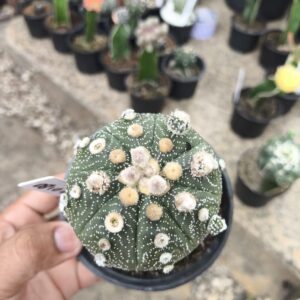 0810 08 Cacto Astrophytum Asterias Ooibo