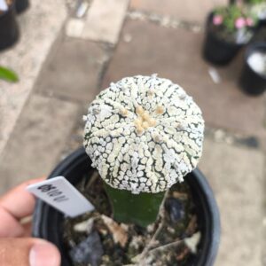 0810 01 Cacto Astrophytum Asterias Super Kabuto v-type