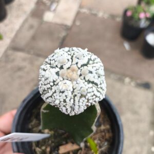 0810 02 Cacto Astéria Super Kabuto