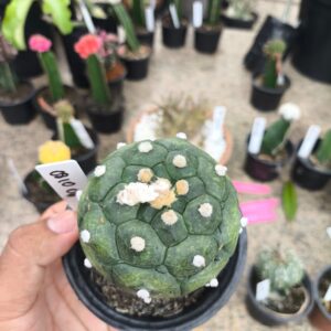 0810 06 Cacto Astrophytum Asterias Kikko