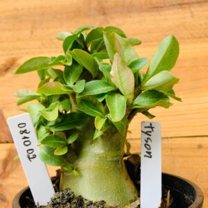0810 02 Arabicum Tyson - F2 12 meses