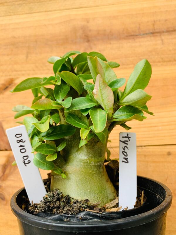 0810 02 Arabicum Tyson - F2 12 meses