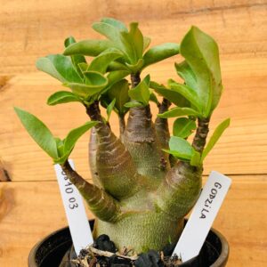 0810 03 Arabicum Godzilla - F2 12 meses
