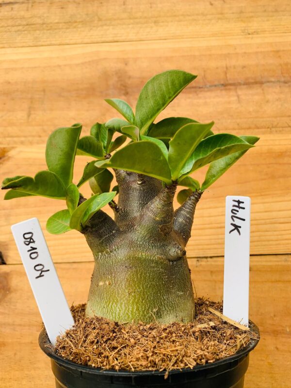 0810 04 Arabicum Hulk - F2 12 meses