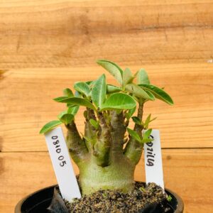 0810 05 Arabicum Godzilla - F2 12 meses