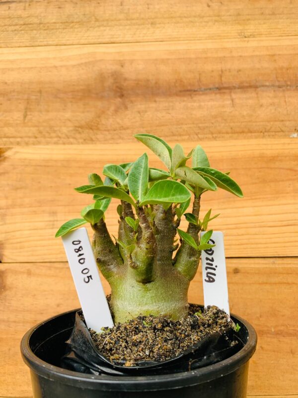 0810 05 Arabicum Godzilla - F2 12 meses