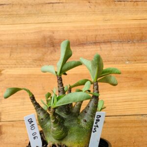 0810 06 Arabicum Brutos - F2 12 meses