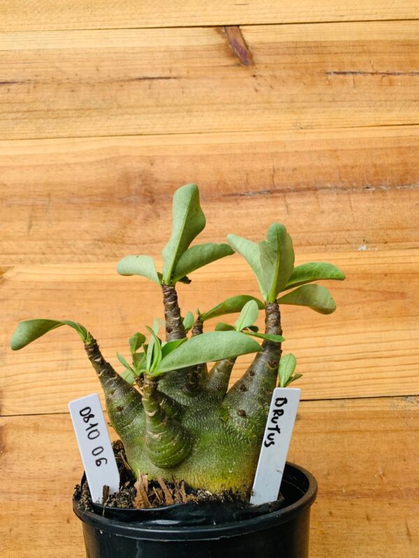 0810 06 Arabicum Brutos - F2 12 meses