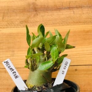 0810 07 Arabicum Megatron - F2 12 meses