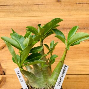 0810 08 Arabicum Braquiossauro - F2 12 meses