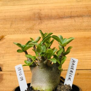 0810 09 Arabicum Maverick - F2 12 meses