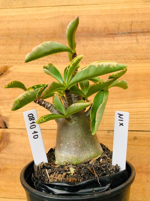 0810 10 Arabicum Nix - F2 12 meses