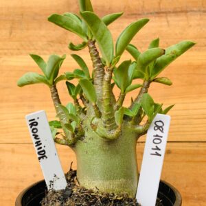 0810 11 Arabicum Ironhide - F2 12 meses