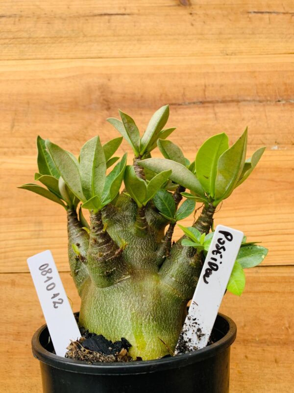 0810 12 Arabicum Podeidon  - F2 12 meses