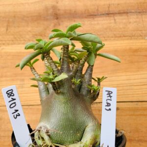 0810 13 Arabicum Atlas - F2 12 meses