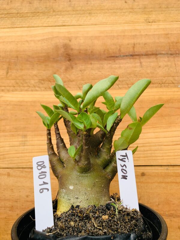 0810 16 Arabicum Tyson - F2 12 meses