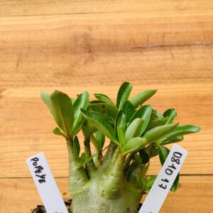 0810 17 Arabicum Popeye - F2 12 meses