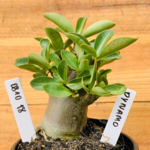 0810 18 Arabicum Dynamo - F2 12 meses