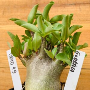 0810 19 Arabicum Godzilla - F2 12 meses