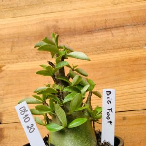 0810 20 Arabicum Big Foot - F2 12 meses