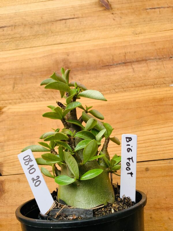 0810 20 Arabicum Big Foot - F2 12 meses