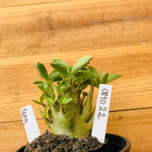 0810 22 Arabicum Tanos - F2 12 meses