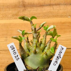 0810 23 Arabicum Minotauro - F2 12 meses