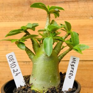 0810 24 Arabicum Hésfero - F2 12 meses