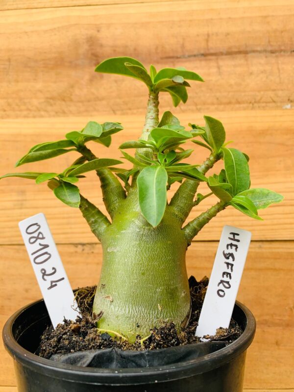 0810 24 Arabicum Hésfero - F2 12 meses