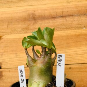 0810 26 Arabicum Popeye - F2 12 meses