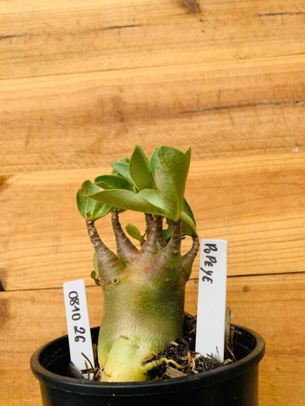 0810 26 Arabicum Popeye - F2 12 meses