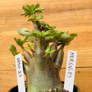 0810 27 Arabicum Hercules - F2 12 meses