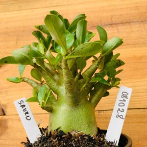 0810 28 Arabicum Sauron - F2 12 meses