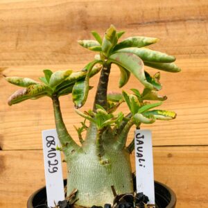 0810 29 Arabicum Javali - F2 12 meses