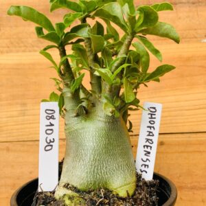 0810 30 Arabicum Dhofarense - F2 12 meses