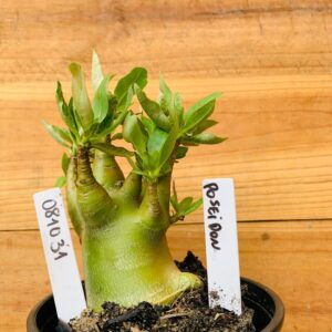0810 31 Arabicum Poseidon - F2 12 meses