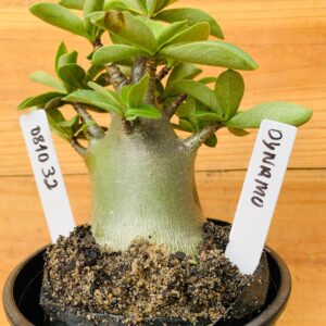 0810 32 Arabicum Dynamo - F2 12 meses