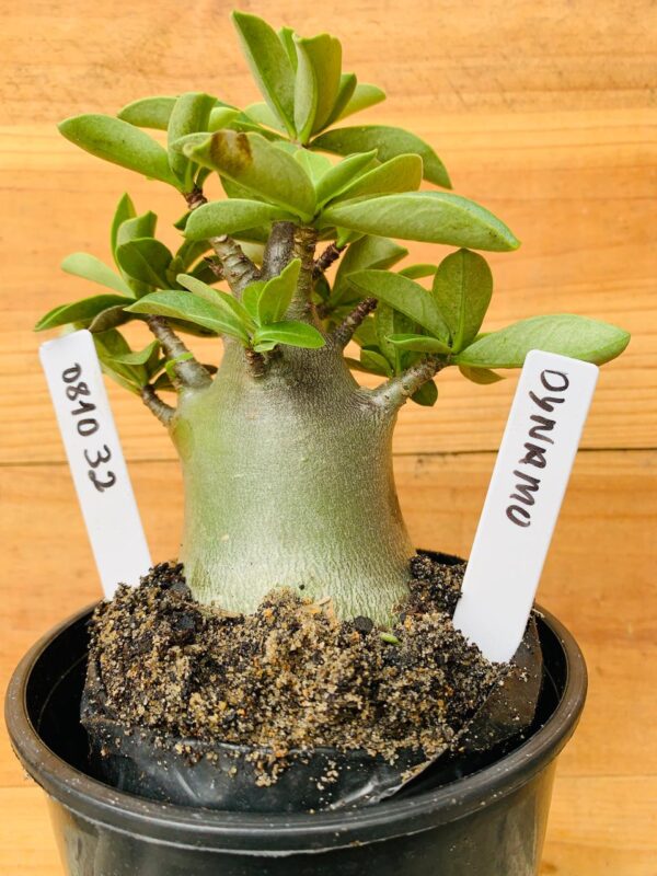 0810 32 Arabicum Dynamo - F2 12 meses