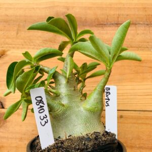 0810 33 Arabicum Brutos - F2 12 meses