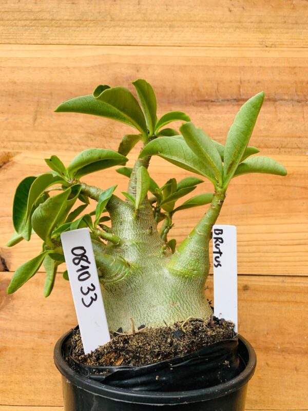 0810 33 Arabicum Brutos - F2 12 meses
