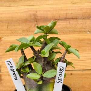 0810 34 Arabicum Megatron - F2 12 meses
